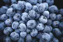 unsplash_h4zs8fbybq4_acai.webp